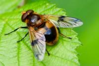 Volucella inflata