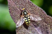Scaeva pyrastri