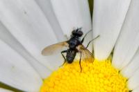 Phania funesta