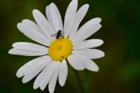 Phania funesta