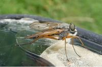 Rhagio scolopaceus