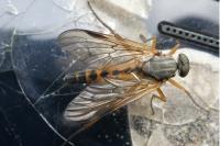 Rhagio scolopaceus