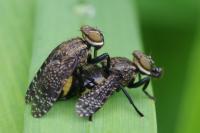 Platystoma seminationis