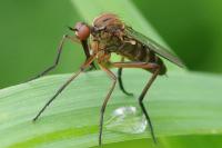 Empis tessellata