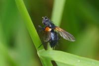 Zophomyia temula