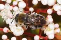 Stratiomys longicornis