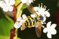 Chrysotoxum intermedium