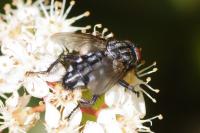 Sarcophaga carnaria