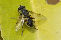 Myathropa florea