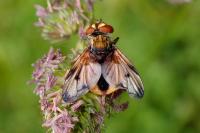 Ectophasia crassipennis