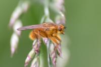Scathophaga stercoraria