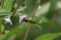 Sphaerophoria scripta
