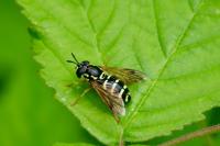 Chrysotoxum festivum