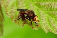 Sicus ferrugineus