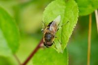 Eristalis pertinax