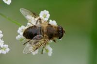 Eristalis tenax
