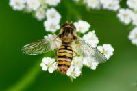 Episyrphus balteatus