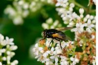 Mesembrina meridiana