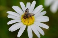 Ectophasia crassipennis