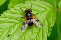 Volucella inflata