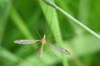 Tipula lateralis
