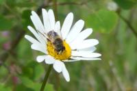 Eristalis tenax