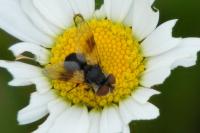 Ectophasia