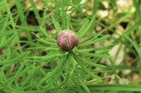 Spurgia euphorbiae