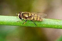 Eupeodes
