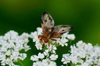 Ectophasia crassipennis