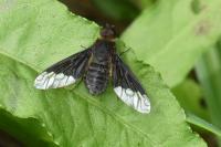 Hemipenthes morio