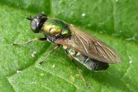Chloromyia formosa