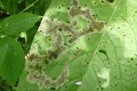 Agromyza