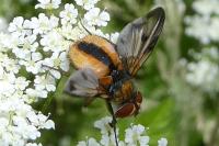 Ectophasia crassipennis