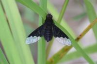 Hemipenthes morio