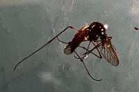 Culex pipiens