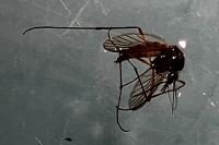 Culex pipiens