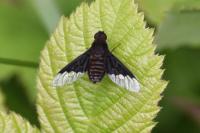 Hemipenthes morio