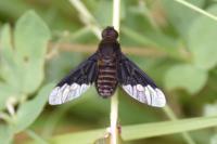 Hemipenthes morio