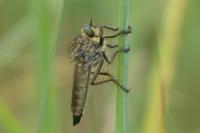 Eutolmus rufibarbis