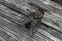 Sarcophaga carnaria