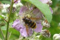 Volucella zonaria