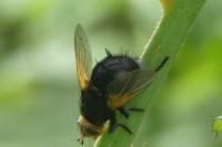 Tachina grossa