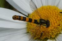 Sphaerophoria scripta