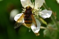 Volucella zonaria