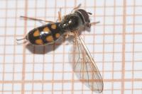 Melanostoma mellinum