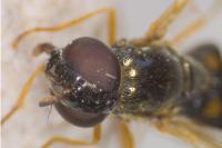 Melanostoma mellinum