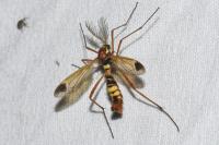 Ctenophora ornata
