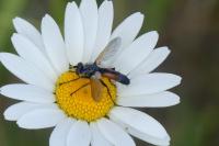 Cylindromyia brassicaria