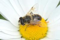 Eristalis tenax